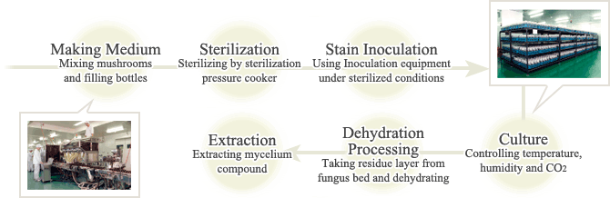 Making Medium: Mixing mushrooms and filling bottles
↓
Sterilization: Sterilizing by sterilization pressure cooker
↓
Stain Inoculation: Using Inoculation equipment under sterilized conditions
↓
Culture: Controlling temperature, humidity and CO2
↓
Dehydration Processing: Taking residue layer from fungus bed and dehydrating
↓
Extraction: Extracting mycelium compound