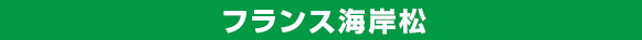 フランス海岸松